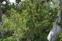California Juniper (Juniperus californica) at Lakeshore Garden Centres