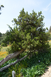 California Juniper (Juniperus californica) at Stonegate Gardens