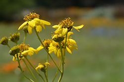 Cedros Island Crownbeard (Verbesina hastata) at Lakeshore Garden Centres