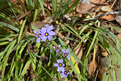 Californian Blue-Eyed Grass (Sisyrinchium bellum) at Stonegate Gardens