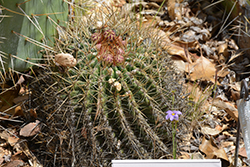 San Diego Barrel Cactus (Ferocactus viridescens) at Stonegate Gardens