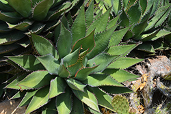 Shaw's Agave (Agave shawii) at Stonegate Gardens