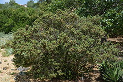 Leather Oak (Quercus durata) at Stonegate Gardens