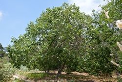 California Black Oak (Quercus kelloggii) at Stonegate Gardens