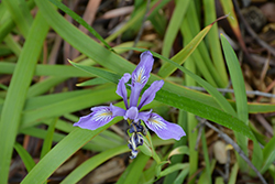 Beachhead Iris (Iris setosa) at Stonegate Gardens