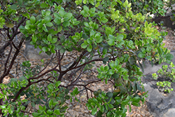 Eastwood's Brittle-leaf Manzanita (Arctostaphylos tomentosa ssp. eastwoodiana) at Lakeshore Garden Centres