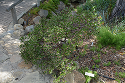 Wayside Hooker's Manzanita (Arctostaphylos hookeri 'Wayside') at Stonegate Gardens