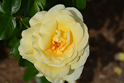 Sunshine Daydream Rose (Rosa 'Meikanaro') at A Very Successful Garden Center