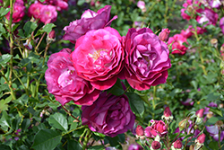 Wild Blue Yonder Rose (Rosa 'Wild Blue Yonder') at Stonegate Gardens