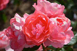 Passionate Kisses Rose (Rosa 'Meizebul') at Stonegate Gardens