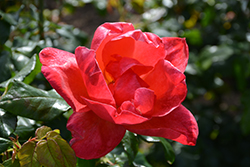 All That Jazz Rose (Rosa 'TWOadvance') at Lakeshore Garden Centres