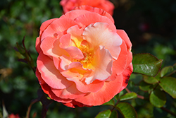 Colorific Rose (Rosa 'Colorific') at Stonegate Gardens