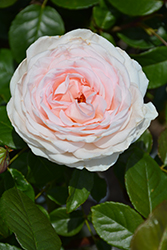 Martha Stewart Rose (Rosa 'Meiffable') at Lakeshore Garden Centres