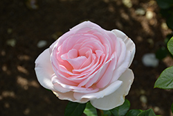 Francis Meilland Rose (Rosa 'Meitroni') at Stonegate Gardens