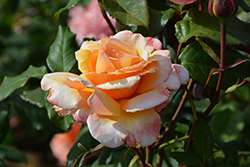 Tahitian Sunset Rose (Rosa 'Tahitian Sunset') at Lakeshore Garden Centres