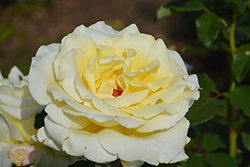 Elina Rose (Rosa 'Elina') at Lakeshore Garden Centres