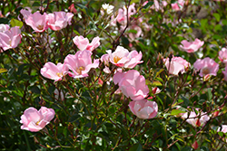 Simple Life Rose (Rosa 'Simple Life') at Lakeshore Garden Centres