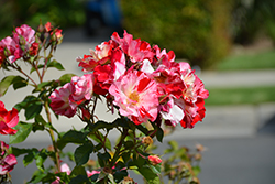 Fourth of July Rose (Rosa 'Fourth of July') at Lakeshore Garden Centres