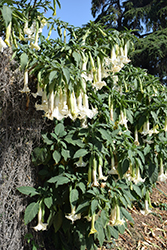 Double White Angel's Trumpet (Brugmansia x candida 'Double White') at Stonegate Gardens