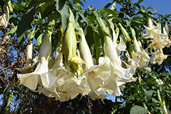 Double White Angel's Trumpet (Brugmansia x candida 'Double White') at Lakeshore Garden Centres