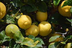 Dwarf Lisbon Lemon (Citrus limon 'Dwarf Lisbon') at Stonegate Gardens