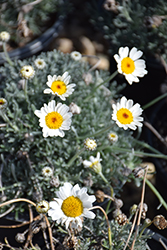 Moroccan Daisy (Rhodanthemum hosmariense) at Lakeshore Garden Centres