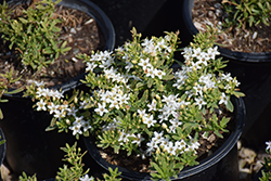 Putah Creek Groundcover Myoporum (Myoporum parvifolium 'Putah Creek') at Lakeshore Garden Centres