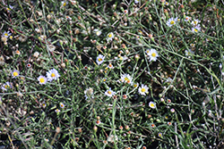 False Aster (Boltonia asteroides) at Lakeshore Garden Centres