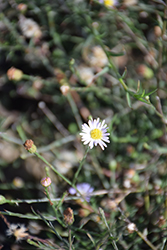 False Aster (Boltonia asteroides) at Lakeshore Garden Centres