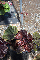 Red Fred Begonia (Begonia 'Red Fred') at Stonegate Gardens