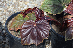 Red Fred Begonia (Begonia 'Red Fred') at Stonegate Gardens