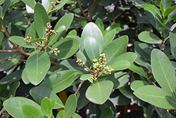 Kapuka (Griselinia littoralis) at Lakeshore Garden Centres