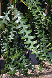Fishbone Cactus (Selenicereus anthonyanus) at Stonegate Gardens