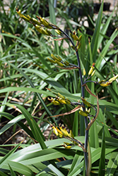 Mountain Flax (Phormium cookianum) at Stonegate Gardens