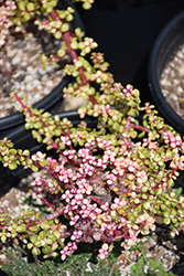 Kaleidoscope Rainbow Bush (Portulacaria afra 'Medio-picta') at Lakeshore Garden Centres
