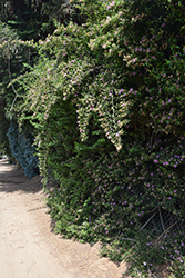 Crossberry (Grewia occidentalis) at Lakeshore Garden Centres