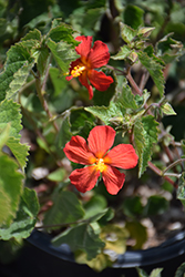 Red Mallow (Pavonia missionum) at Stonegate Gardens