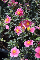 Belgravia Rose Rock Rose (Helianthemum nummularium 'Belgravia Rose') at Stonegate Gardens