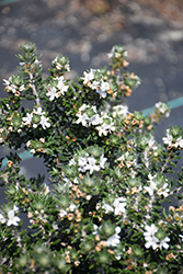 Coast Rosemary (Westringia fruticosa) at Stonegate Gardens