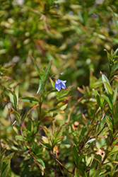 Australian Bluebell Creeper (Sollya heterophylla) at Lakeshore Garden Centres