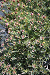 Jubilee Crown Conebush (Leucadendron 'Jubilee Crown') at Lakeshore Garden Centres