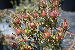 Blush Conebush (Leucadendron salignum 'Blush') at Lakeshore Garden Centres