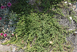 Pink Groundcover Myoporum (Myoporum parvifolium 'Pink Form') at Lakeshore Garden Centres