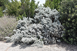 Pearl Bluebush (Maireana sedifolia) at Lakeshore Garden Centres