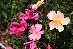 China Rose (Rosa chinensis var. mutabilis) at Stonegate Gardens