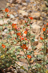 Desert Globemallow (Sphaeralcea ambigua) at A Very Successful Garden Center