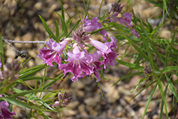 Desert Willow (Chilopsis linearis ssp. arcuata) at Lakeshore Garden Centres