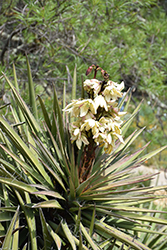 Mojave Yucca (Yucca schidigera) at Lakeshore Garden Centres
