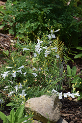 GMR White Beard Tongue (Penstemon heterophyllus 'GMR White') at Lakeshore Garden Centres