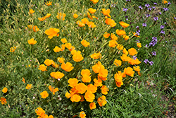 California Poppy (Eschscholzia californica) at Stonegate Gardens